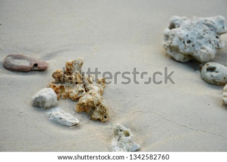 Remnants of Coral reef on the beach                  