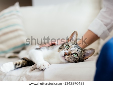 Cat and young woman on bed cuddling. Pet love. Royalty-Free Stock Photo #1342590458
