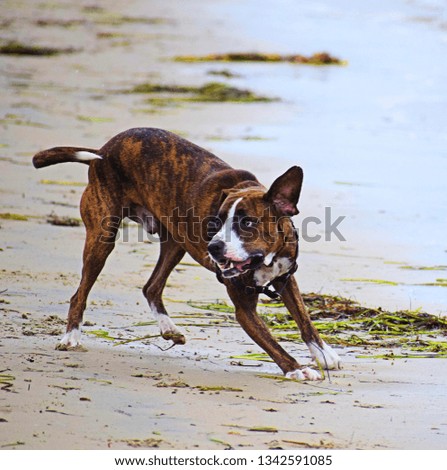 Beach time for one playful puppy
