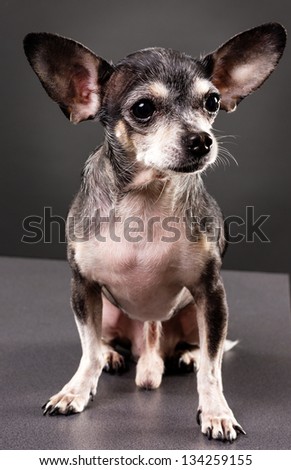 Cute chihuahua dog isolated on gray background