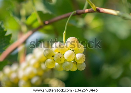 Picture of a bunch of grapes taken at a vineyard. The grapes had these speckles all over them, and were lit nicely from the sun. I like the bokeh produced by the lens, and I grapes are very pretty.