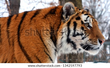 Amur Siberian tiger is a Panthera tigris tigris population in the Far East, particularly the Russian Far East and Northeast China