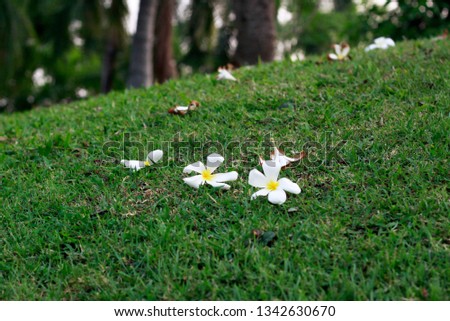 White flowers on green grass