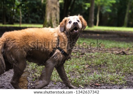 Golden retriever cooling off in a mud puddle after playing fetch the ball on summer day.