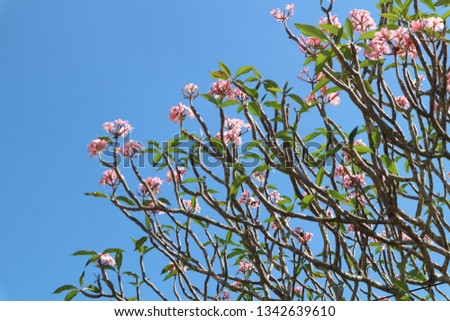 selective focus branches of pink Frangipani flowers and green leaves  over blue sky