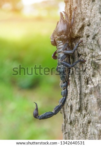 Large scorpions on the logs