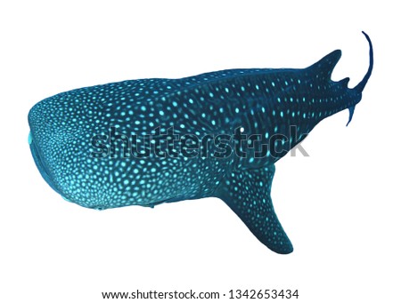 Whale Shark isolated on white background  