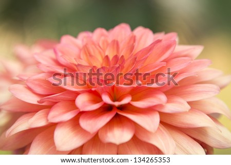 Close up of pink dahlia.