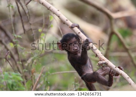 African baboon baby
