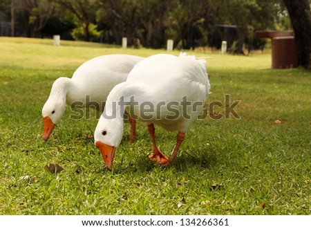 Picture of Two Geese Busy Eating Grass