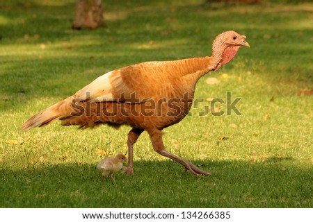 Picture of a Bourbon Red Turkey and Chick