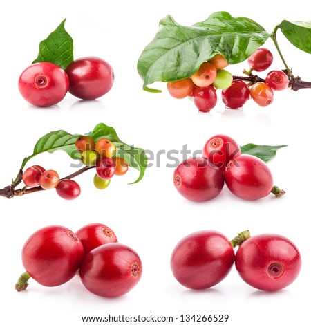 Collection of Red coffee beans on a branch of coffee tree, ripe and unripe berries isolated on white background Royalty-Free Stock Photo #134266529
