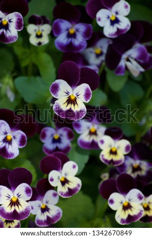 PURPLE AND YELLOW  PANSIES