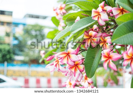 Nature pattern of blossoming color exotic rose pink Frangipani flower on soft green color in blur style. Spring landscape of orange Plumeria flower. Close up Bright spring flowers for spa and therapy