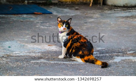 The three-color cat is a cat that Thai people believe will bring fortune.