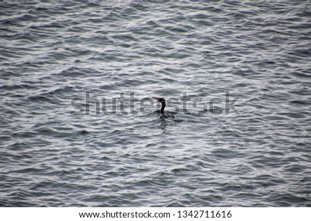 A cormorant swimming in the ocean centered in the frame