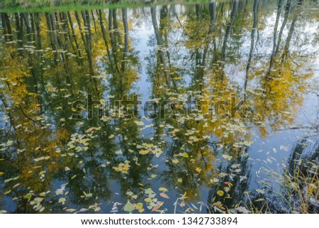 Autumn trees with yellow leaves in the reflection of water
