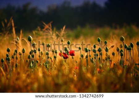 Two red bloom flowers among poppies