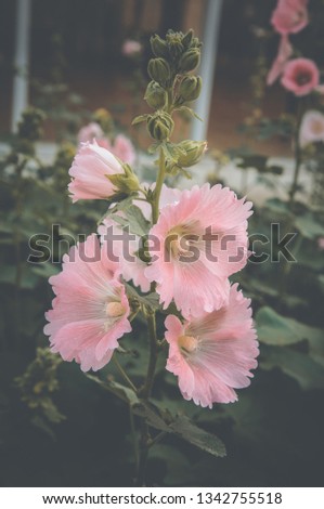 flowers vintage toning design background nature the image is the art 
