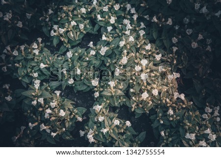 flowers vintage toning design background nature the image is the art 