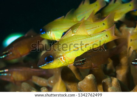 Cheek-Bar Cardinalfish Apogon sealei