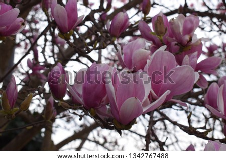 Magnolia liliiflora pink flowers