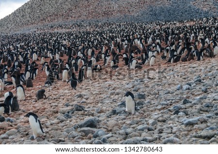 Adelie Penguins - Pygoscelis adeliae - On Paulet Island, near the Antarctic Peninsula.