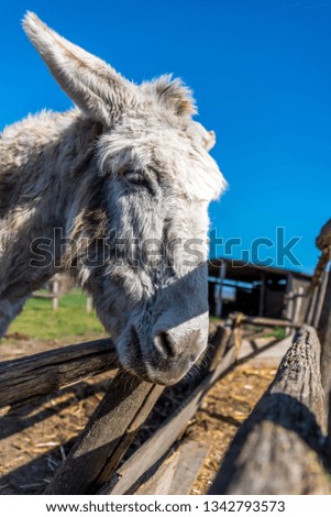 Head Shot of a White Donkey Looking for a Treat