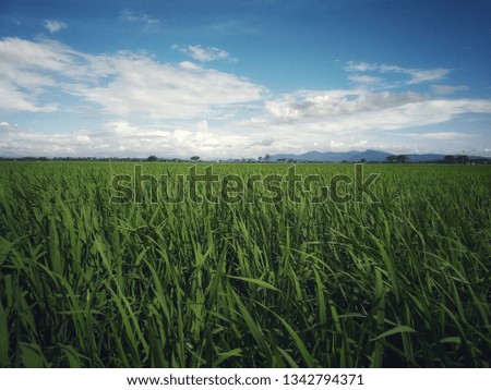 rice field in the day - image