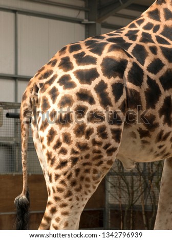 Rump end of a zoo Giraffe