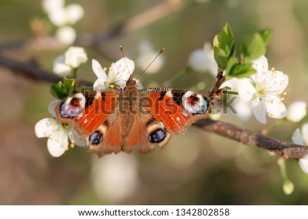 Peacock butterfly on a spring white flower in sunny weather