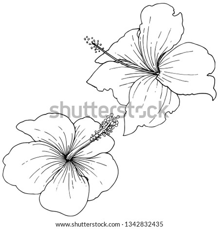 Vector Hibiscus floral tropical flowers. Wild spring leaf wildflower isolated. Black and white engraved ink art. Isolated hibiscus illustration element on white background on white background.