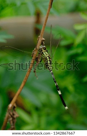 A dragonfly perch on the tree branches. Macro photography. 