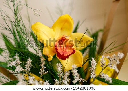 Beautiful yellow orchid for a gift. Closeup, image