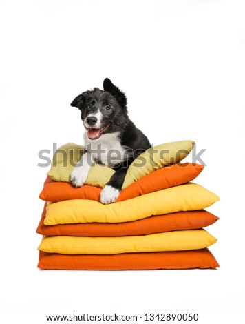 A little funny black and white puppy is sitting on a big pile of soft pillows.
