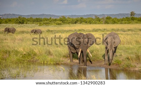 African Elephants (Loxodonta africana) drinking water from Nshawudam reservoir with more elephants in backround in Kruger national park South Africa