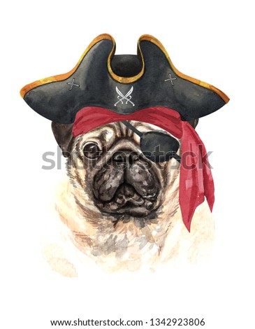A pug portrait of a dog. Set with small dogs. Watercolor hand drawn illustration.Watercolor pug dog with Pirate blindfold and Pirate hat layer path, clipping path isolated on white background