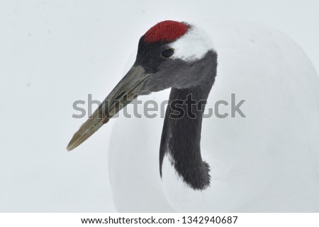 The red-crowned crane. Close up portrait. Scientific name: Grus japonensis, also called the Japanese crane or Manchurian crane, is a large East Asian Crane.