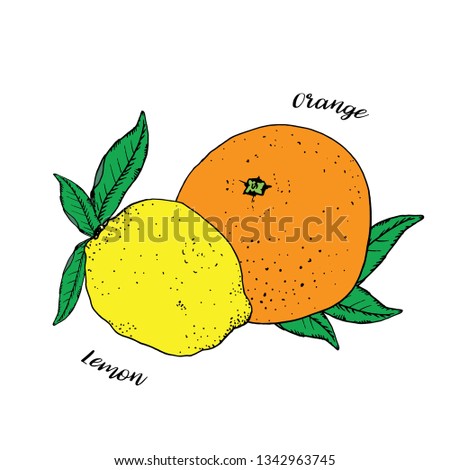 Tropical citrus fruits with green leaves isolated on white background. Orange and lemon. Vector illustration, hand drawn in ink