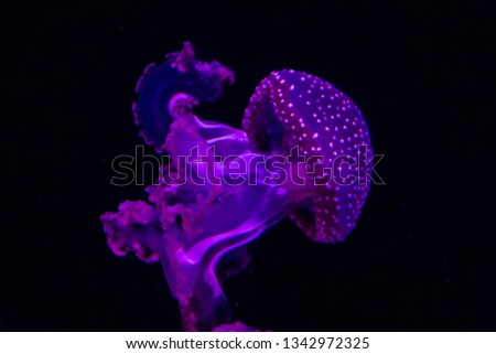 bright jellyfish underwater