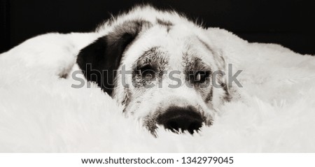 Black and White Rescue Dog on White Blanket