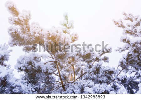 Winter landscape with snow and christmas trees. Merry christmas and happy new year greeting background. .