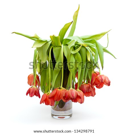 A vase full of droopy and dead flowers (tulips).  Isolated on white. Royalty-Free Stock Photo #134298791