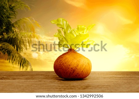 Young plant with green leaves in the pots on wooden table with palm tree and sunset view background. Earth day concept