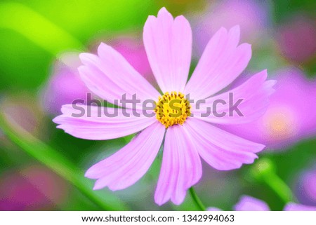 Purple, pink, red, cosmos flowers in the garden an pictur soft focus. 