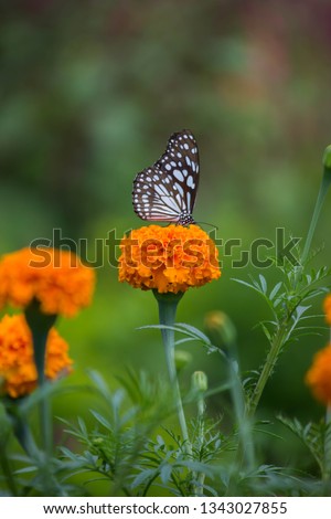 Blue Spotted Milkweed Butterfly sitting on the flower plants and drinking Nectar