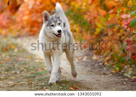 Portrait of cute and happy dog breed Siberian husky with tonque hanging out running in the bright yellow autumn forest. Cute grey and white husky dog in the golden fall forest