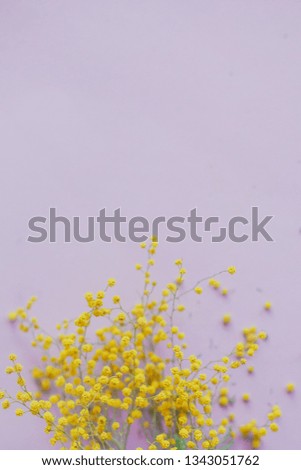 Mimosa flowers on a pink background
