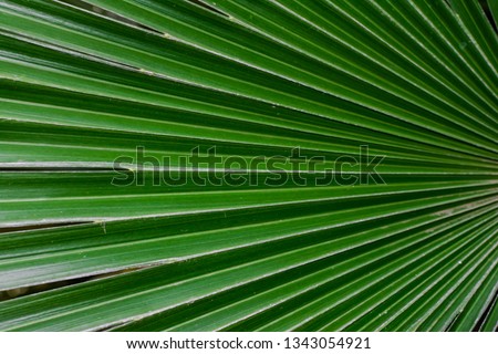 Green palm leaf texture, close view