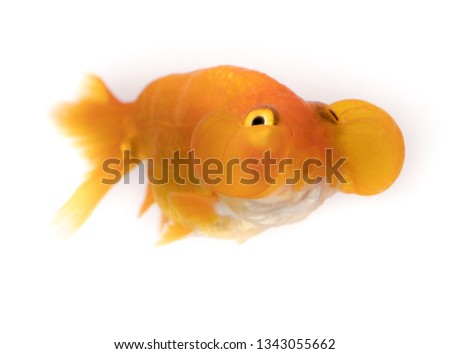 Funny face goldfish